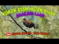 Download Lagu KOKOK AYAM HUTAN HIJAU DIALAM LIAR || COCOK BUAT PIKAT DAN PANCINGAN AYAM HUTAN   ~ Masteng nex