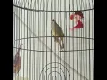 Download Lagu Burung Opior Jawa ngacor