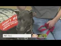 Pet Tails Meet Cinnamon a 10-year-old chill laid back female dog who can be adopted for free