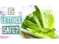 Is Lettuce Safe For Rabbits