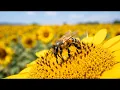 La Abeja Miope (Cumbia) - Julión Álvarez Y Su Norteño Banda