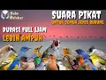 Lagu Suara Pikat Semua Jenis burung Dihutan || Lebih Ampuh