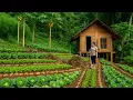 Download Lagu CEO leaves city for forest: Renovates old house, Finds freedom in nature .