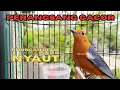 Download Lagu SUARA KHAS ANIS MERAH INI AMPUH GACOR KAN BURUNG BAHAN ANDA || HW ANIS MERAH