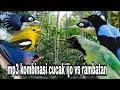 Download Lagu Suara pikat burung cucak ijo kombinasi rambatan ribut
