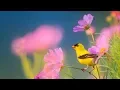 Download Lagu Peaceful Instrumental Music, Relaxing Nature music 'Song Birds of Morning\