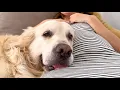 Download Lagu Golden Retriever Dog Won’t Stop Loving on His Pregnant Mom