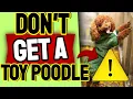12 Reasons Why You Shouldn tt Get A Toy Poodle