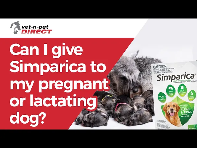 Simparica Chewable Tablet for Extra Large Dogs 40.1 to 60kg