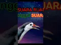 Download Lagu suara pikat ruak ruak#shortvideo