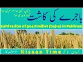 Lagu Cultivation of pearl millet (bajra) in Pakistan Kisaan Time