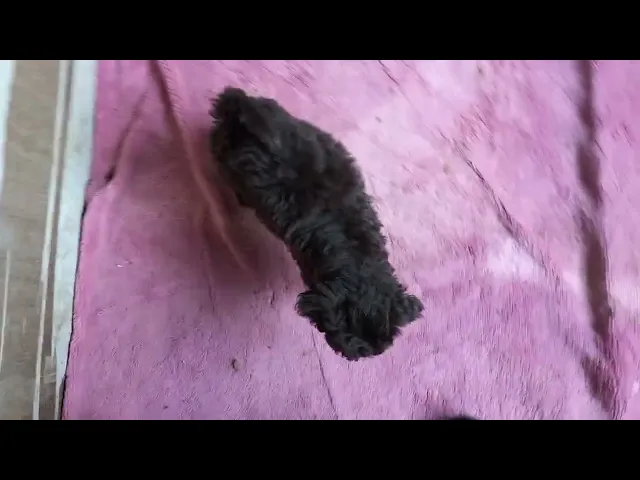 動画