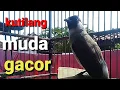 Download Lagu SUARA BURUNG KUTILANG MUDA GACOR, BELAJAR BUNYI DAN GACOR