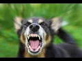 Download Lagu Anjing menggonggong, Efek suara 1 Jam 🐕🐩