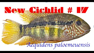 Download Aequidens paloemeuensis, a fantastic New Cichlid - new cichlid series No.17 MP3