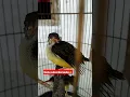 Lagu Anakan Pijantung Lolohan Super Jinak