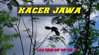 pikat burung kecil dapetnya burung besar alhamdulillah