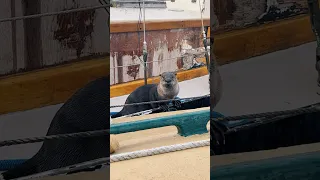 Always a good day when you see otters. #otters #marinelife #magic