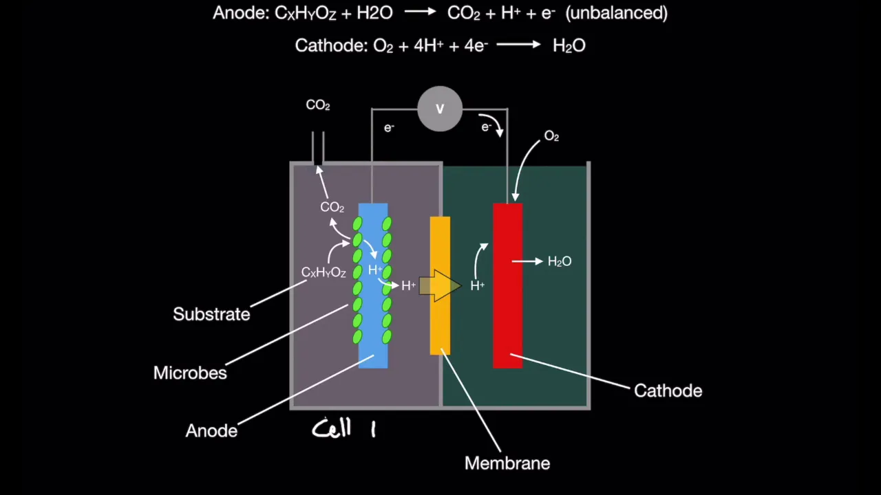 Microbial Fuel Cells Explained: How Bacteria Convert Biomass to Electricity