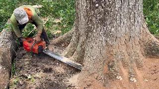 Hard to be conquered... Cut down a large trembesi tree in a difficult location.