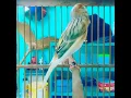 Download Lagu canto de canarios singing canary bird song