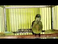 Download Lagu Kolibri kelapa TROTOL Gacor besetan tembakan tajam masteran kolibri manggar gacor