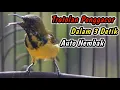 Download Lagu SOGON TROTOL NGRIWIK NEMBAK PALING JITU UNTUK PENGGACOR SOGON DIAM‼️HITUNGAN DETIK RESPON NGKLEPER
