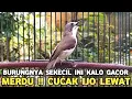 Download Lagu LAGI VIRAL !!! BURCIL INI MENARIK PERHATIAN KICAU MANIA KICAUANYA MERDU HARGANYA MURAH 