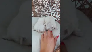 مودل روز ModelRoz تيك توك TikTok TikTok 