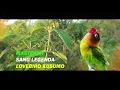Download Lagu Masteran Lovebird Kusumo 1 Jam Full