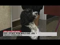 Pa Agriculture Secretary announces availability of 2022 dog licenses