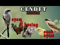 Download Lagu CENDET BIRDS Sounds of Chickens, Cats, Chicks