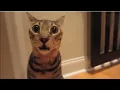 goofy ahh shocked cat original