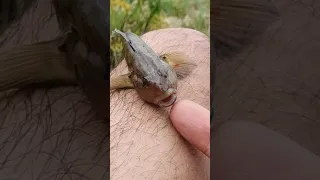 سمك نهري صيد اليوم منو يعرف اسمة شيف سام 