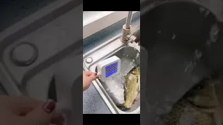 فديوهات قصيرة 