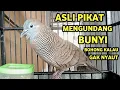 Lagu Perkutut Lokal Gacor Suara Super Kristal - Pancingan Malas Bunyi  (99%AMPUH BANGET)