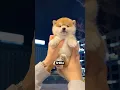 Download Lagu 🚨 Don't Get a Shiba Inu Until You Watch This! 🐾