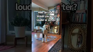 Siri Seriously Interrupting My Convos With My Dog Smh Siri Sirifail Robot Interruption Funnyvi 