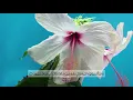 Download Lagu Surah 41 | Fussilat | Beautiful Scenery | Abdul Rehman Al Sudais | The Holy Quran