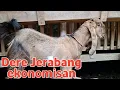Download Lagu DERE JERABANG EKONOMISAN SIAP BREEDING