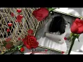 Download Lagu Jindagi se hume kuchh sikayat nahi.........
