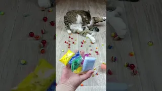 Cat Barsik and Dog 🐕 Balls ⚽🌈 Reverse video