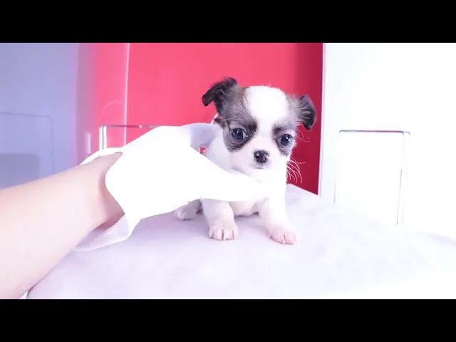動画