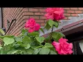 Download Lagu Gorgeous Bright Pinky Flower Roses