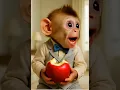 Lagu baby monkey eating apple 🍎