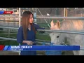 CCSPCA seizes 6 neglected horses in 2 months in Fresno County