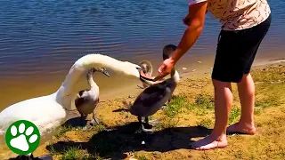 Mama swan thanks her rescuers 🥹❤️