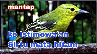 kelebihan dan kekurangan burung sirtu mata hitam