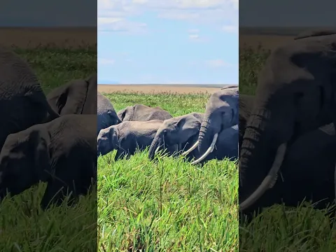 🐘🐘 Elephants in the Musiara Marsh 🐘🐘 #Wildlife #Safari
