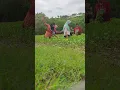 Download Lagu kili Umpu labo hete lara ta tolo (berburu keong sawah \u0026 kangkung liar)
